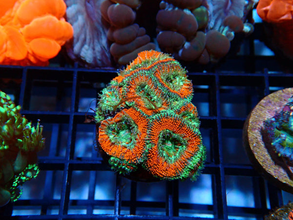 Ultra Acan Frag