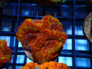 Ultra Acan Frag