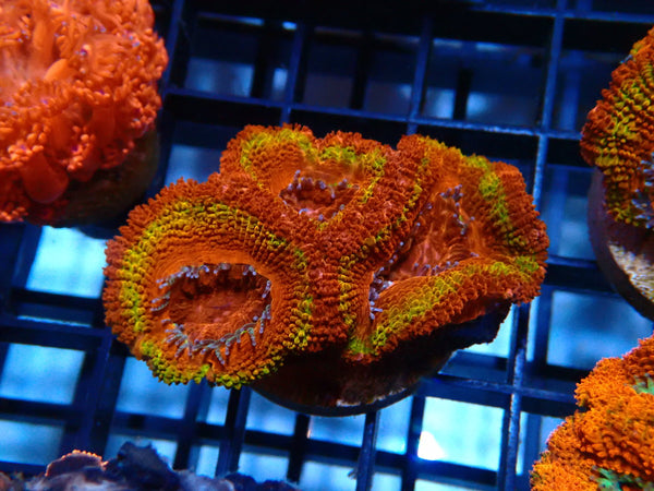 Ultra Acan Frag