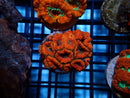 Ultra Acan Frag