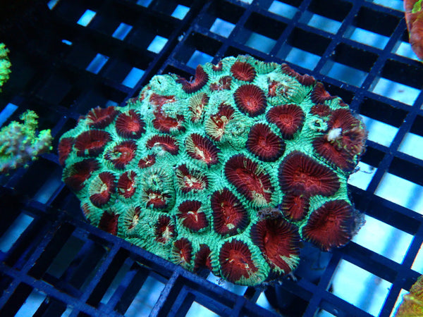 Favia Medium
