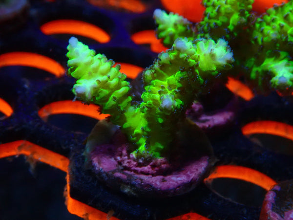 Local Grown SPS Frag