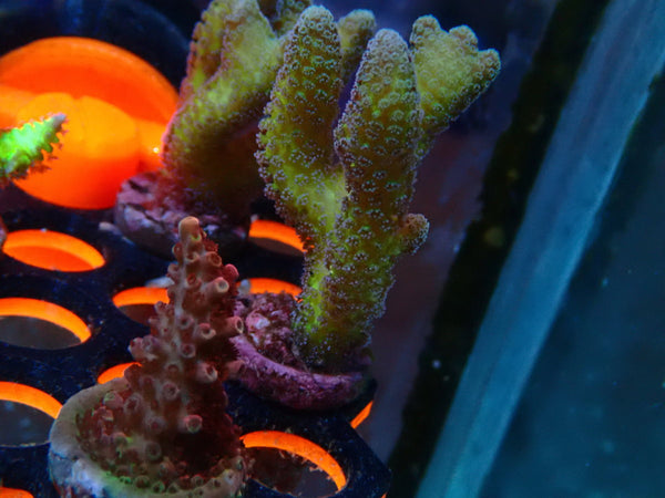 Local Grown SPS Frag