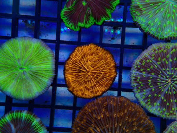 Fungia Disc