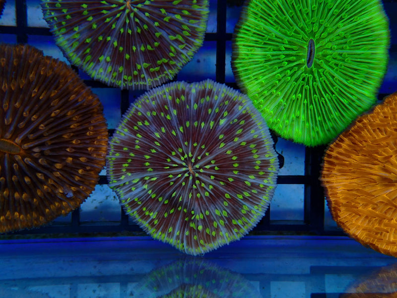 Fungia Disc