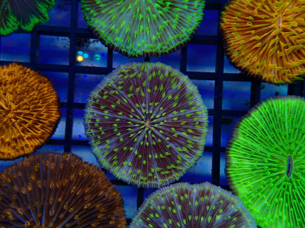 Fungia Disc