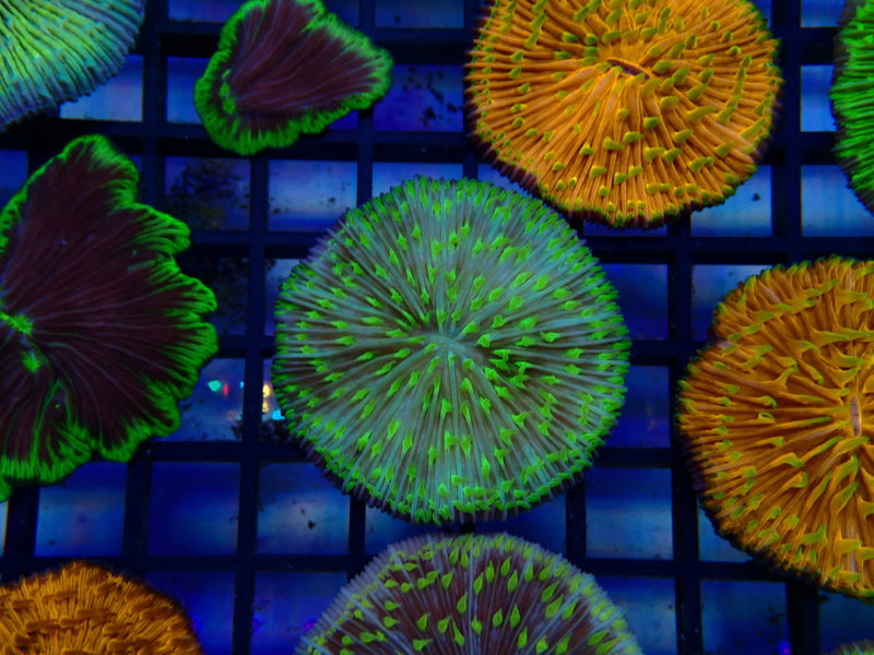 Fungia Disc