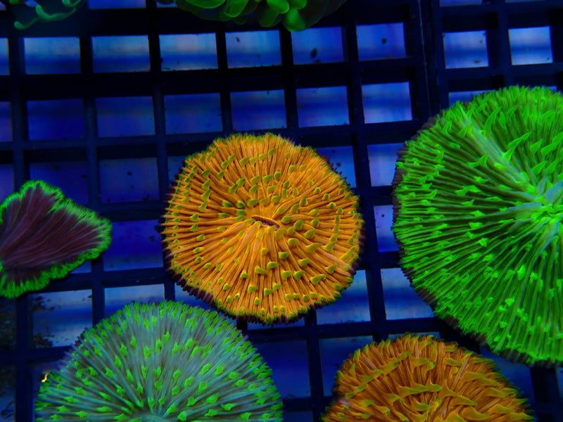 Fungia Disc
