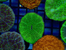 Fungia Disc