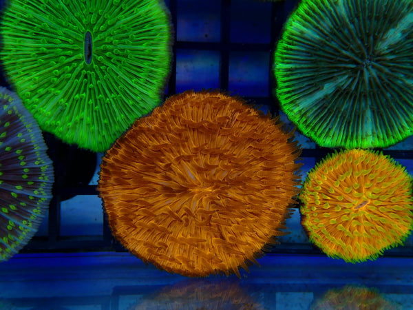 Fungia Disc