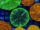 Fungia Disc
