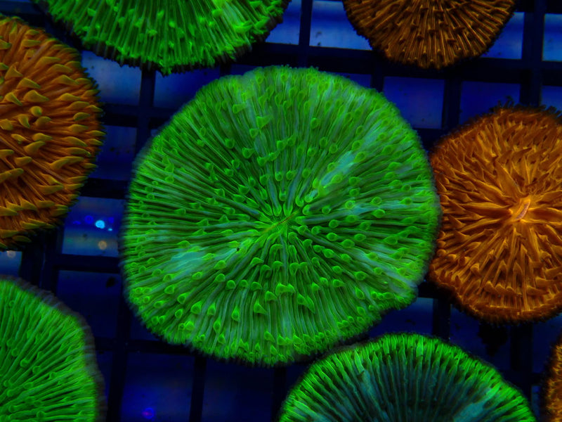 Fungia Disc
