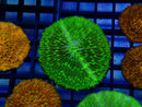 Fungia Disc