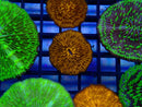 Fungia Disc
