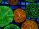 Fungia Disc