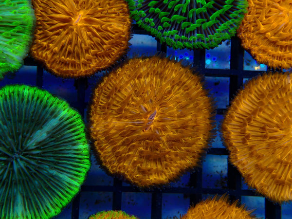 Fungia Disc