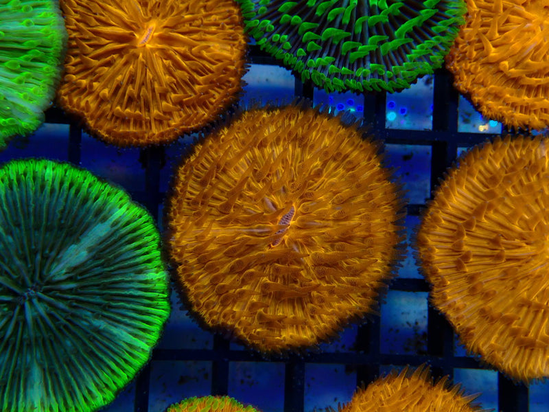 Fungia Disc