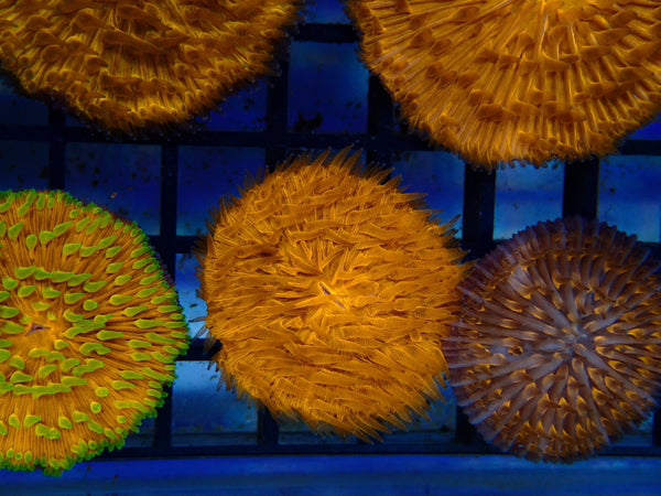 Fungia Disc