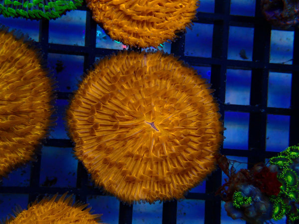 Fungia Disc
