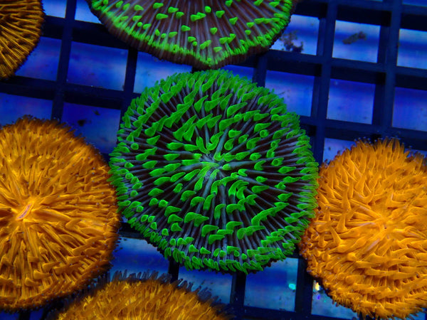 Fungia Disc