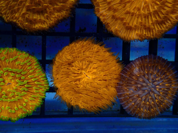 Fungia Disc