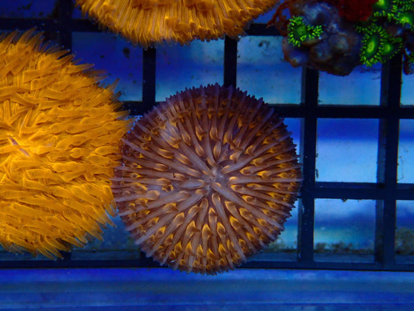Fungia Disc