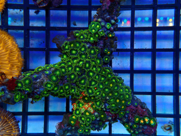 NT Ultra Zoa rock