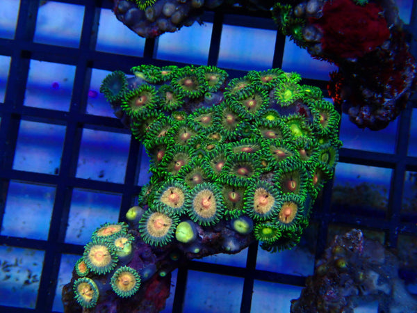 NT Ultra Zoa rock