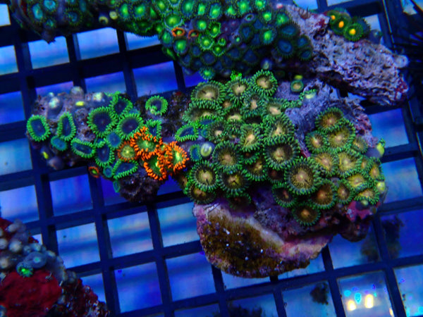 NT Ultra Zoa rock