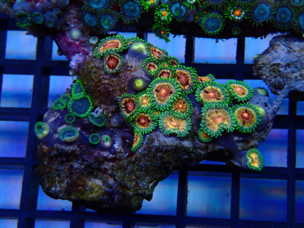 NT Ultra Zoa rock