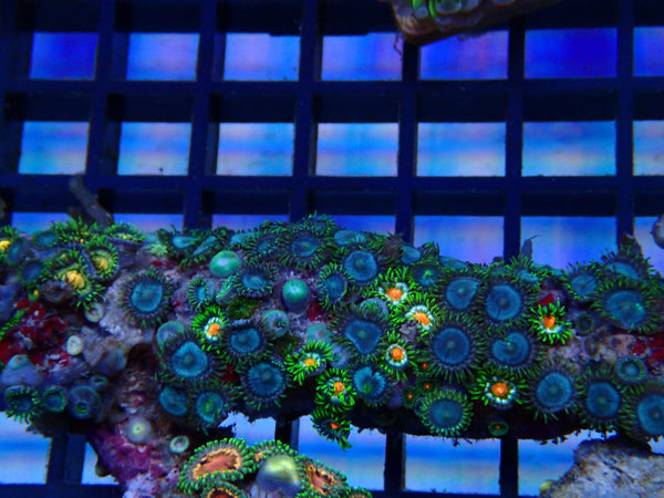 NT Ultra Zoa rock