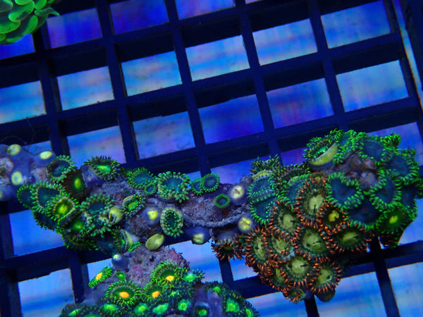 NT Ultra Zoa rock