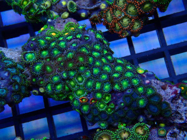 NT Ultra Zoa rock