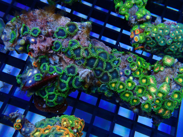 NT Ultra Zoa rock