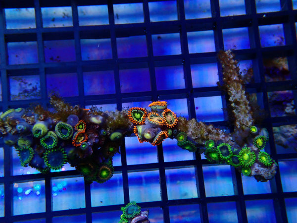 NT Ultra Zoa rock