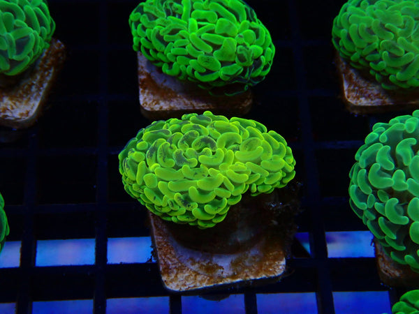 Paraancora Branching Hammer ultra