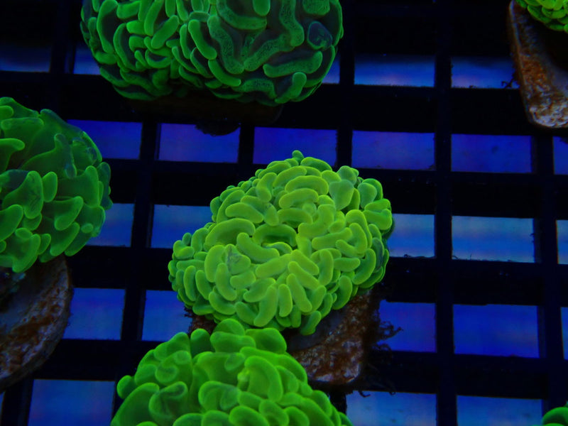 Paraancora Branching Hammer Ultra