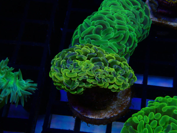 Paraancora Branching Hammer ultra mottled