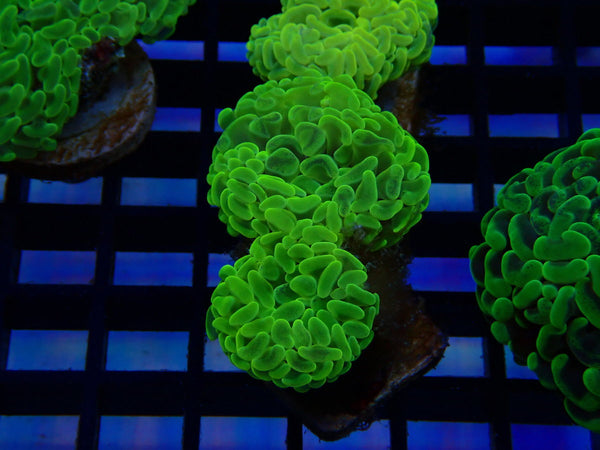 Paraancora Branching Hammer ultra