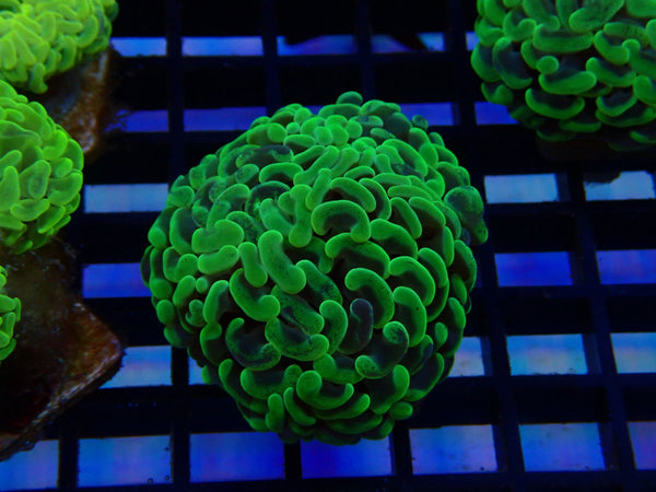 Paraancora Branching Hammer