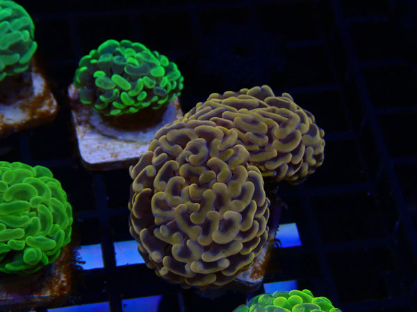 Paraancora Branching Ultra Hammer