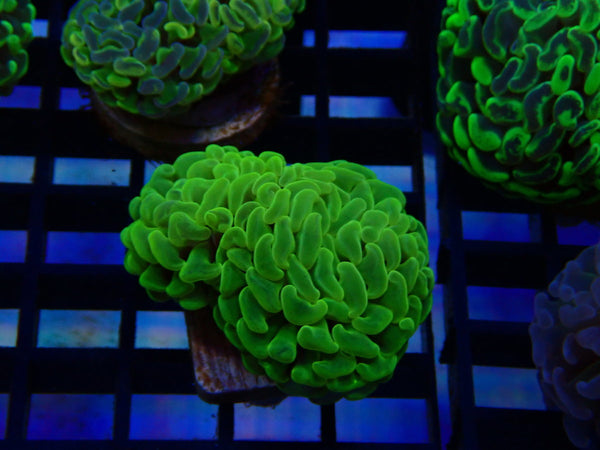 Paraancora Branching Ultra Hammer