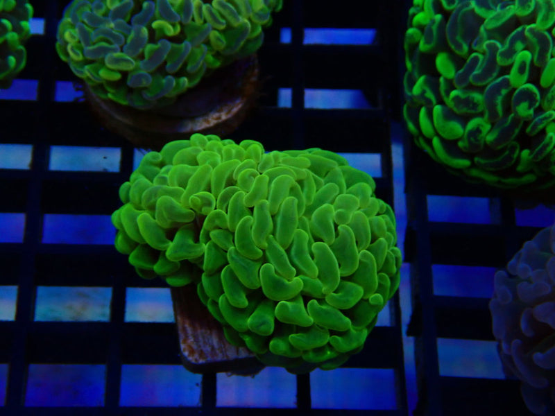 Paraancora Branching Ultra Hammer