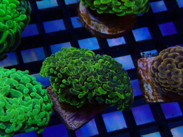 Paraancora Branching Hammer mottled