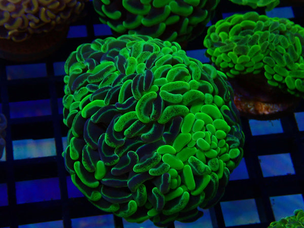 Paraancora Branching Hammer mottled