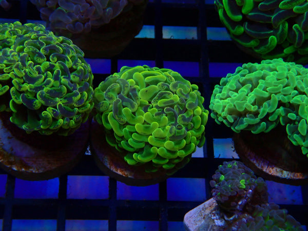 Paraancora Branching Hammer Ultra mottled
