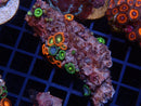 Ultra Zoa Rock