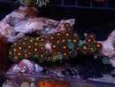 Ultra Zoa Rock