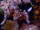 Ultra Zoa Rock