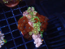 Ultra Zoa Rock